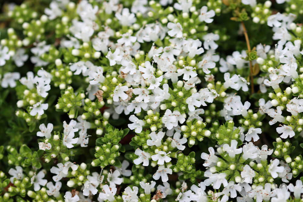 Thymus serpyllum Albus