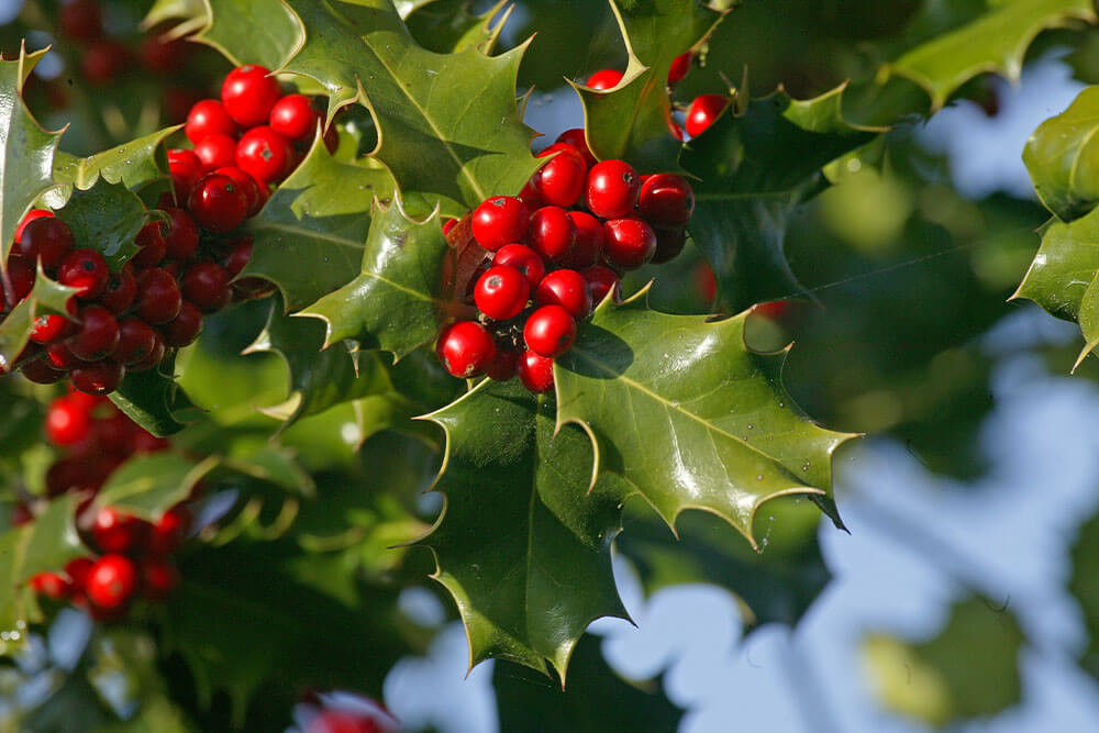 12 Types of Holly Plants that Look Great Year Round