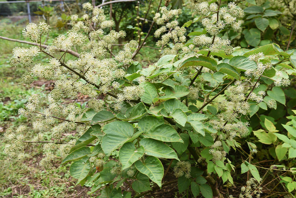 Aralia cordata