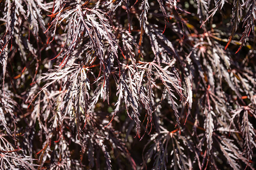 Acer palmatum dissectum Crimson Queen