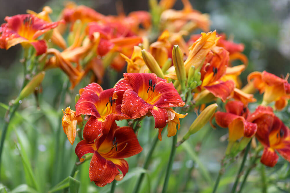 Hemerocallis