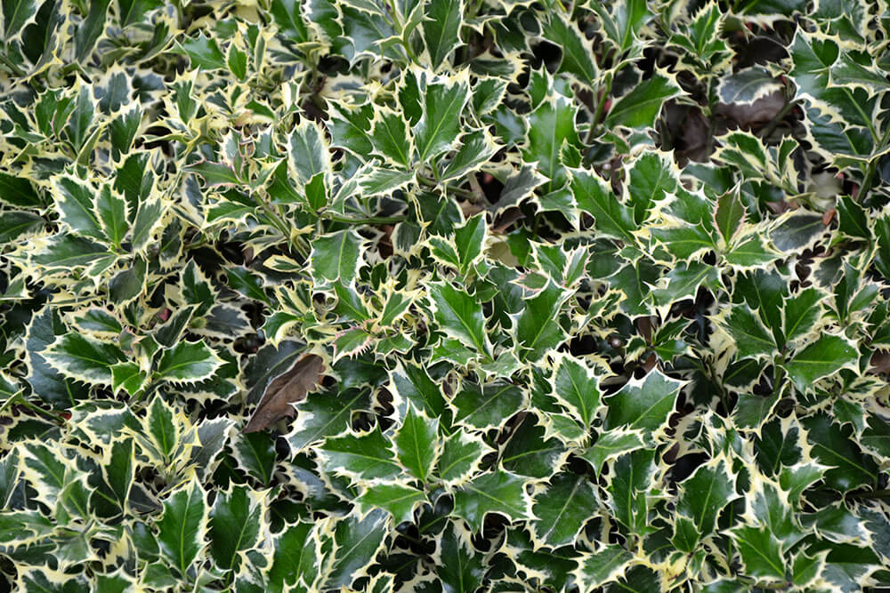 Ilex aquifolium Ferox Argentea
