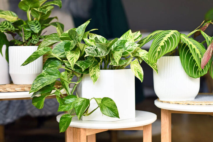 29 Houseplants for South-Facing Windows that Thrive in the Sun