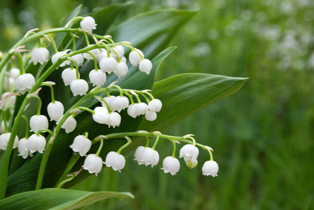 20 White Flower Ground Cover Plants that Spread Quickly