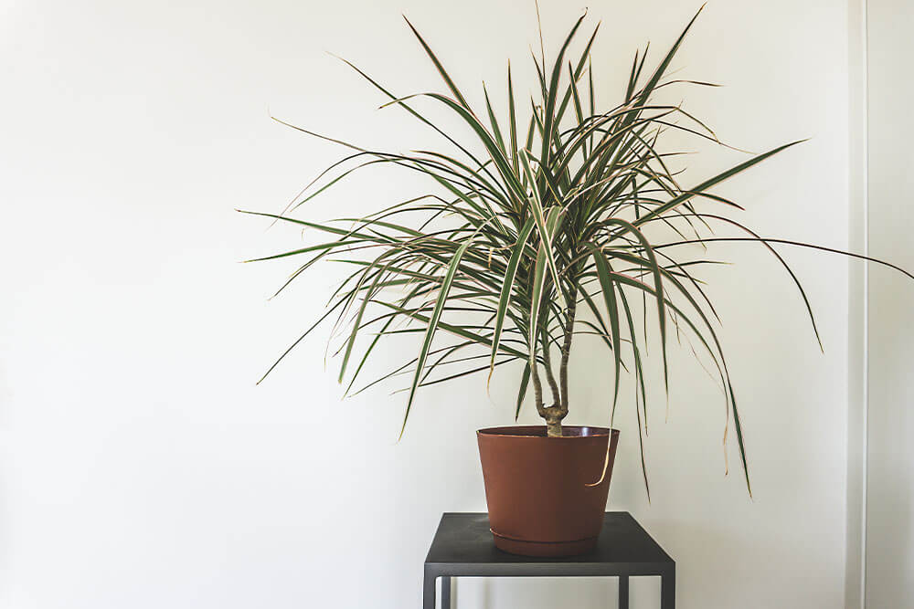 Dracaena marginata