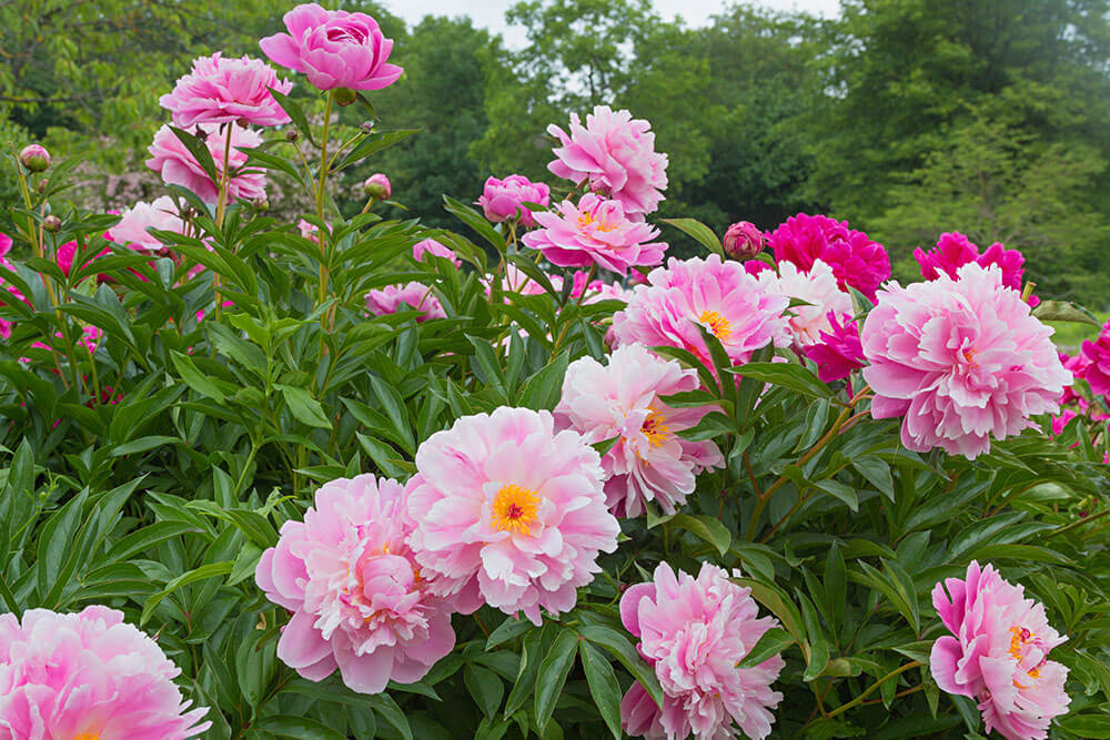 Paeonia spp.