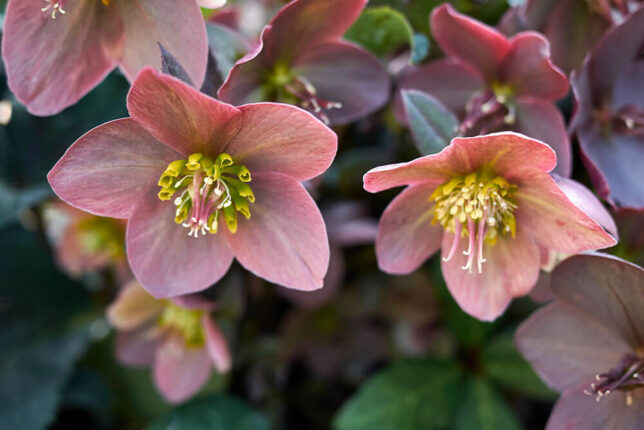 14 Plants for Dry Shade You Can Easily Grow