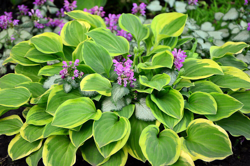 Hosta spp.