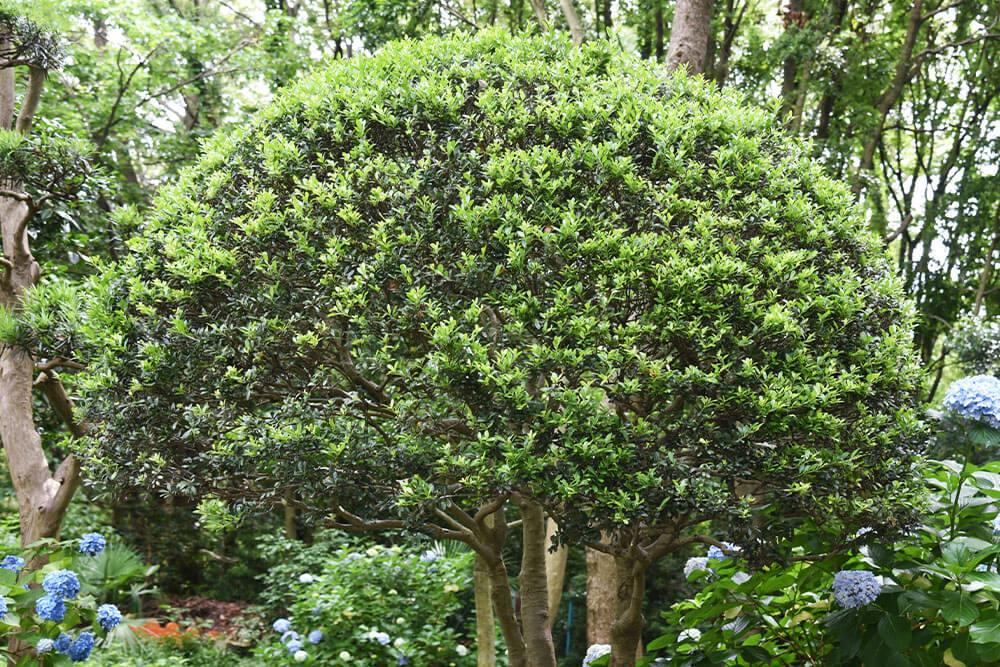 Ilex crenata