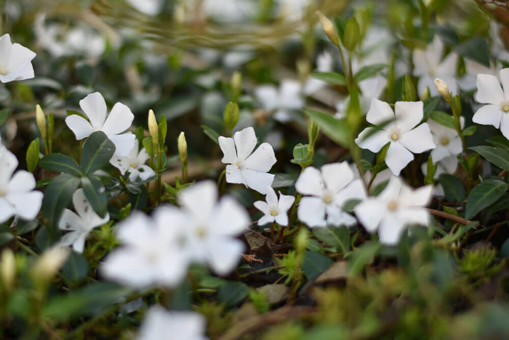 Vinca minor Alba