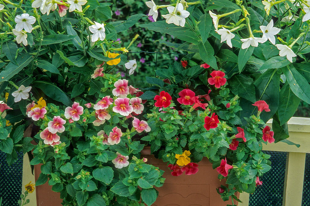 Mimulus ringens