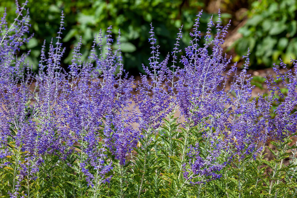 Salvia yangii