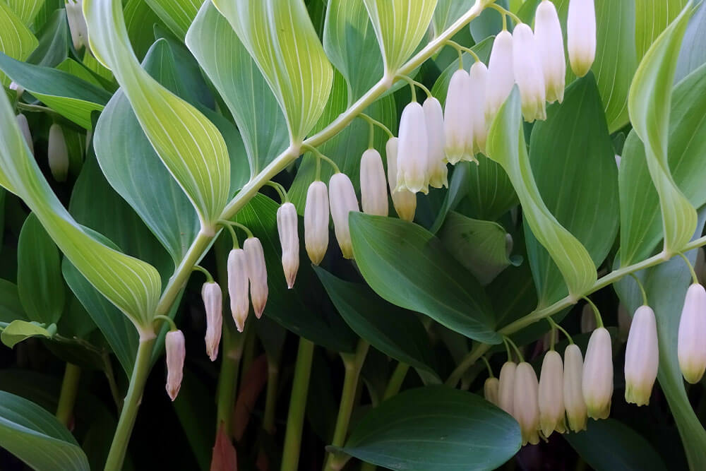 Polygonatum spp.