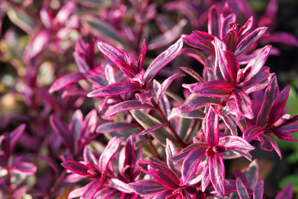 Euphorbia amygdaloides var. purpurea