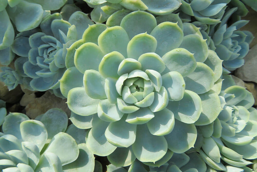 Echeveria