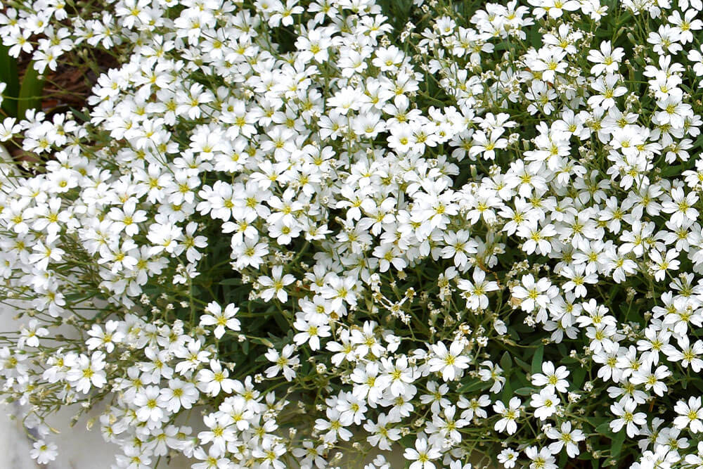 Cerastium tomentosum