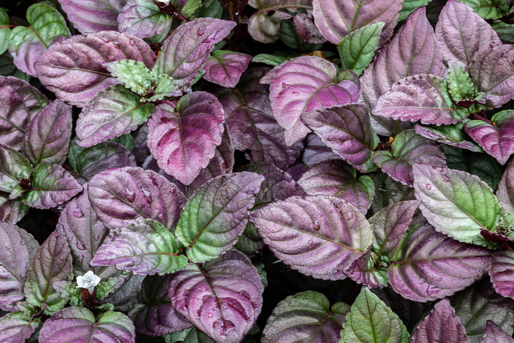 Strobilanthes alternata