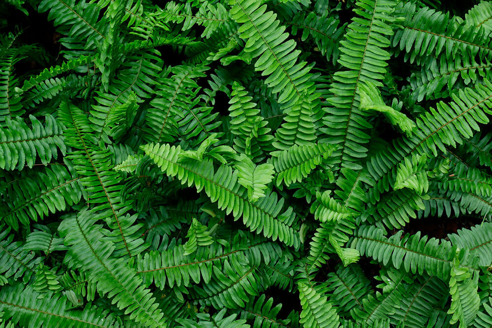 Polystichum munitum