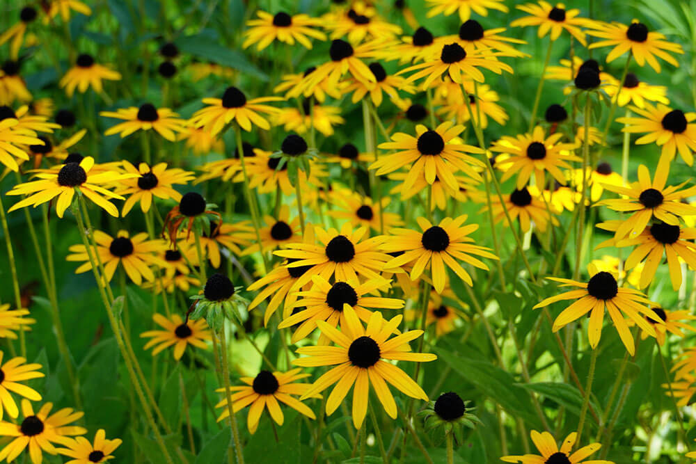 Rudbeckia fulgida