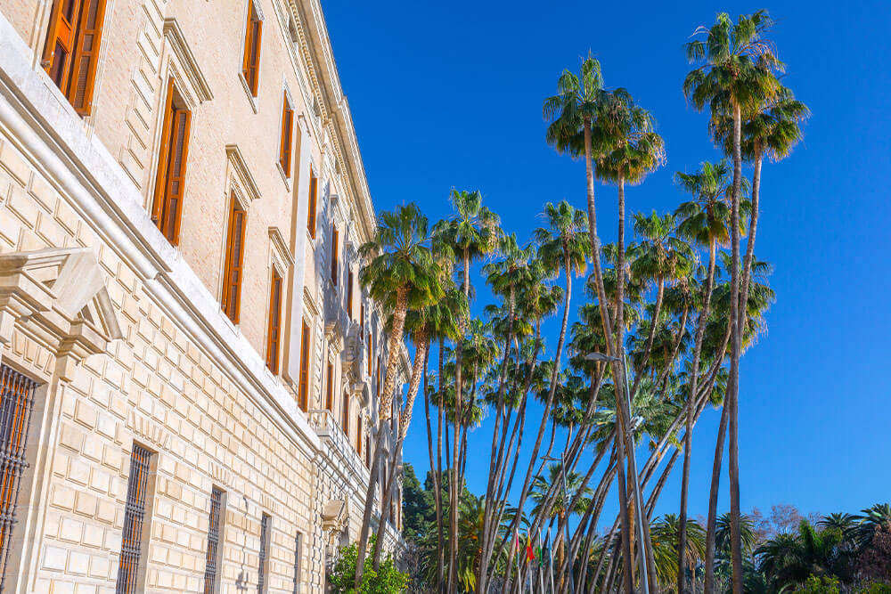 Washingtonia robusta