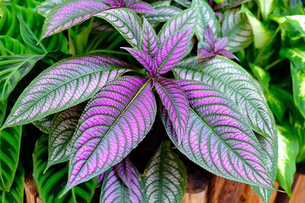 Strobilanthes dyeranus