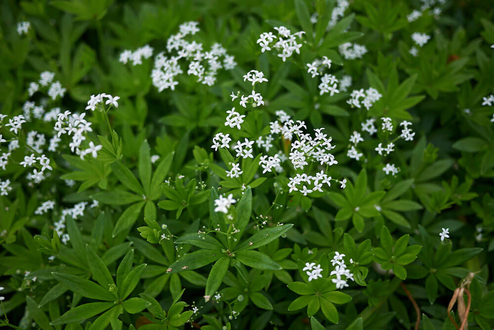 Galium odoratum