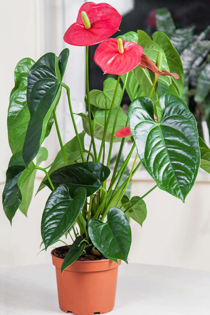 Anthurium