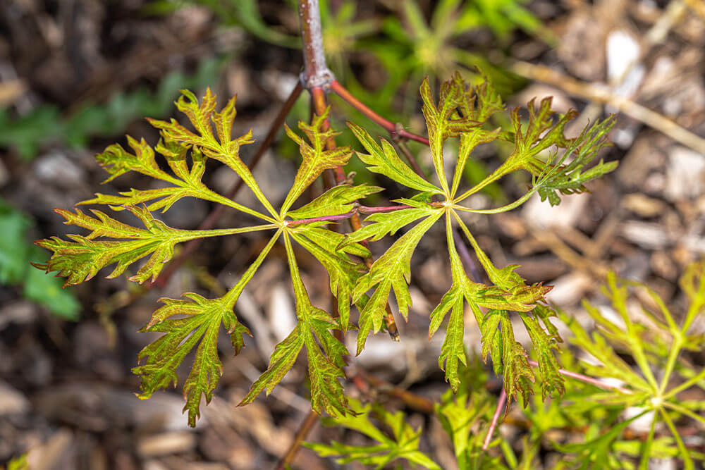 Acer japonicum Green Cascade