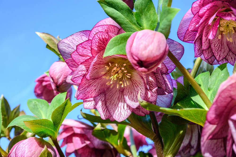 Helleborus