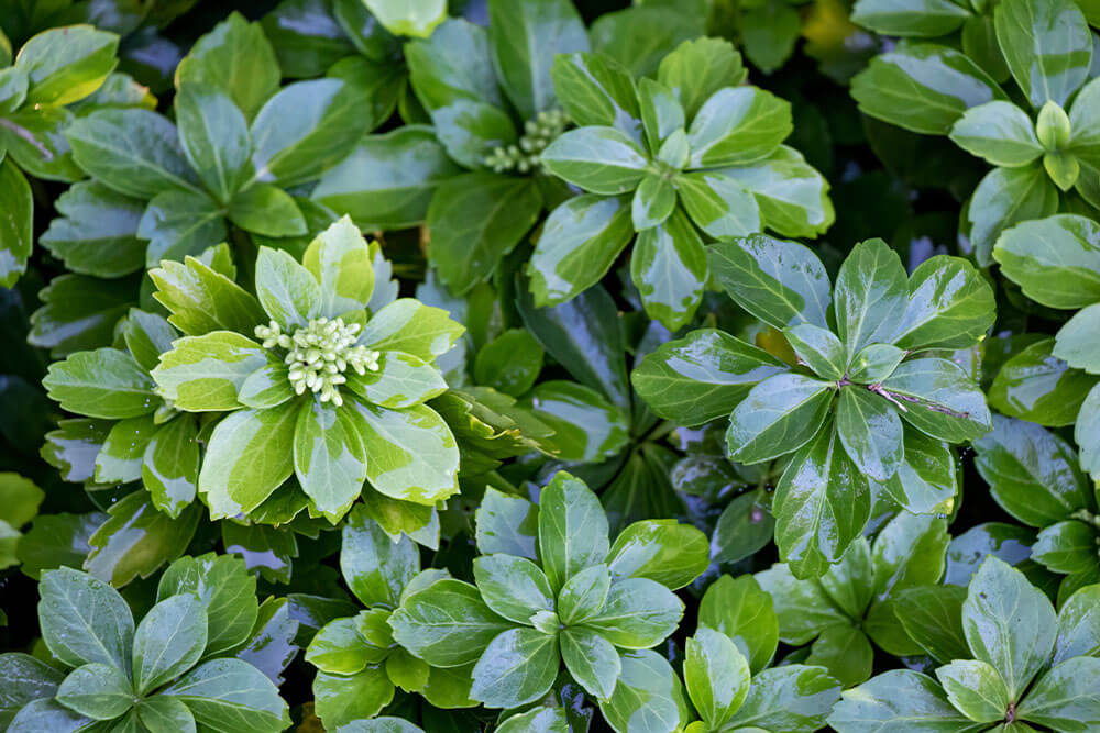 Pachysandra terminalis