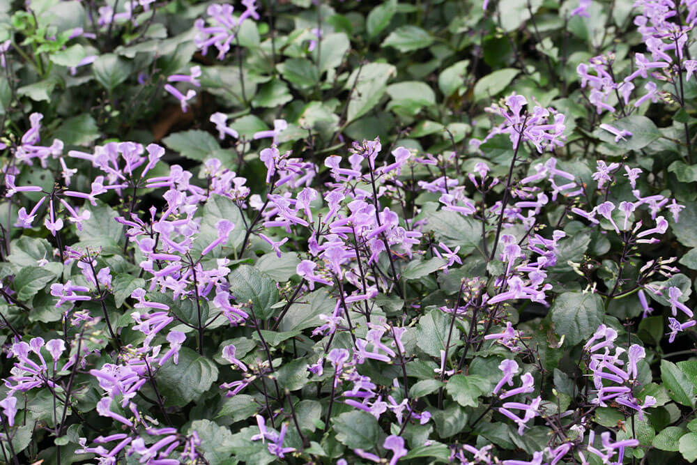 Plectranthus Mona Lavender