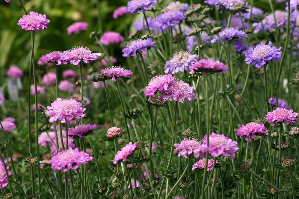 Scabiosa spp.