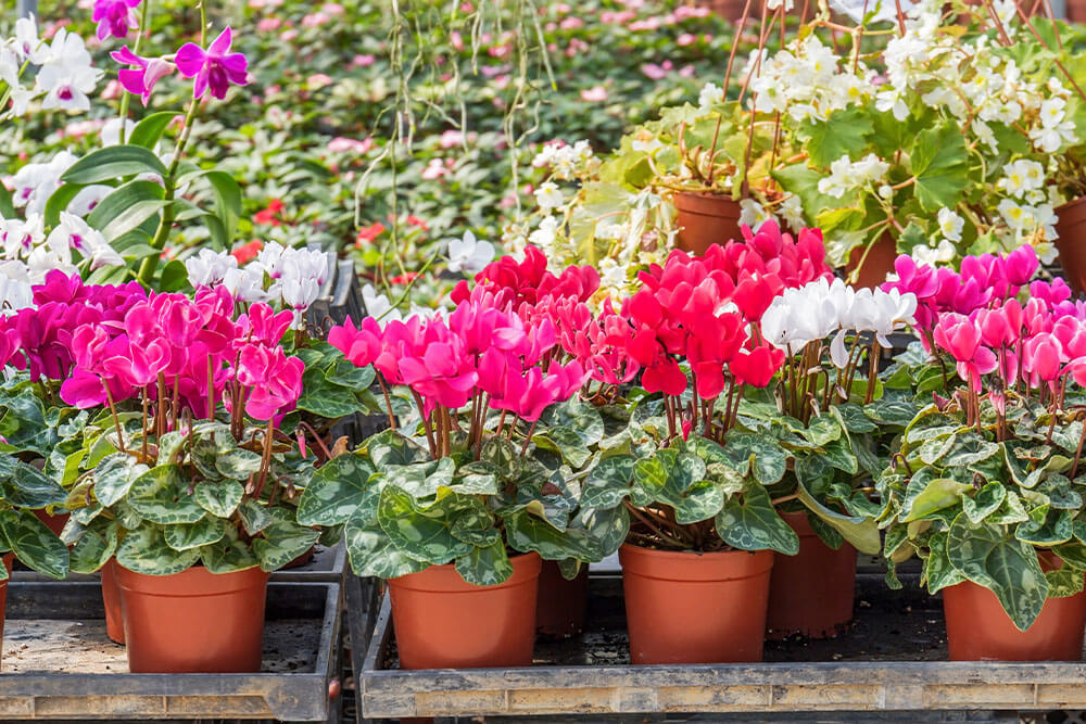 Cyclamen Hederifolium