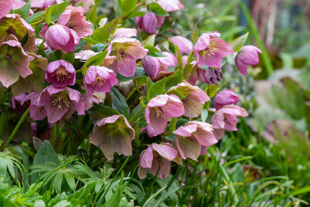 Helleborus x hybridus