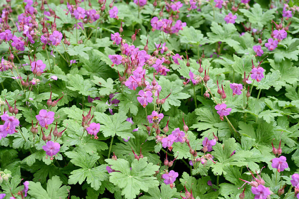 Geranium macrorrhizum