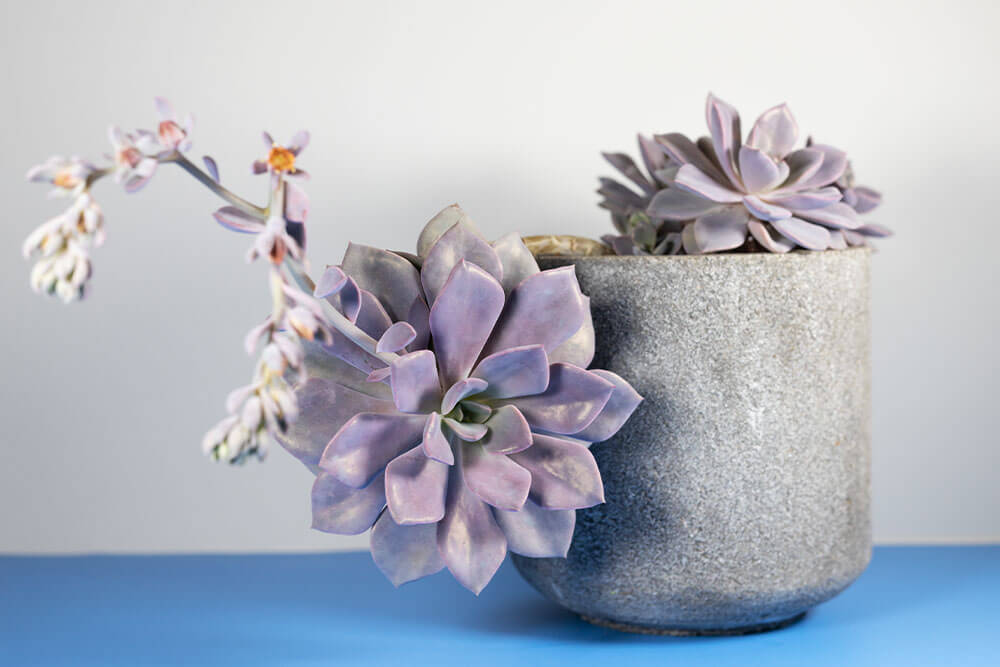 Echeveria Purple Pearl