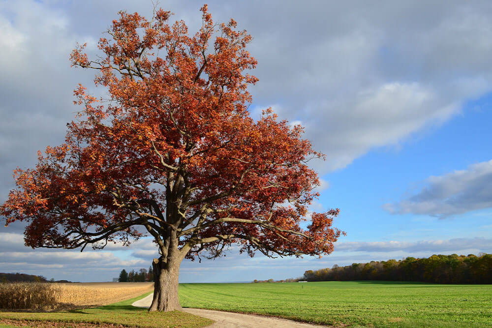 Quercus rubra