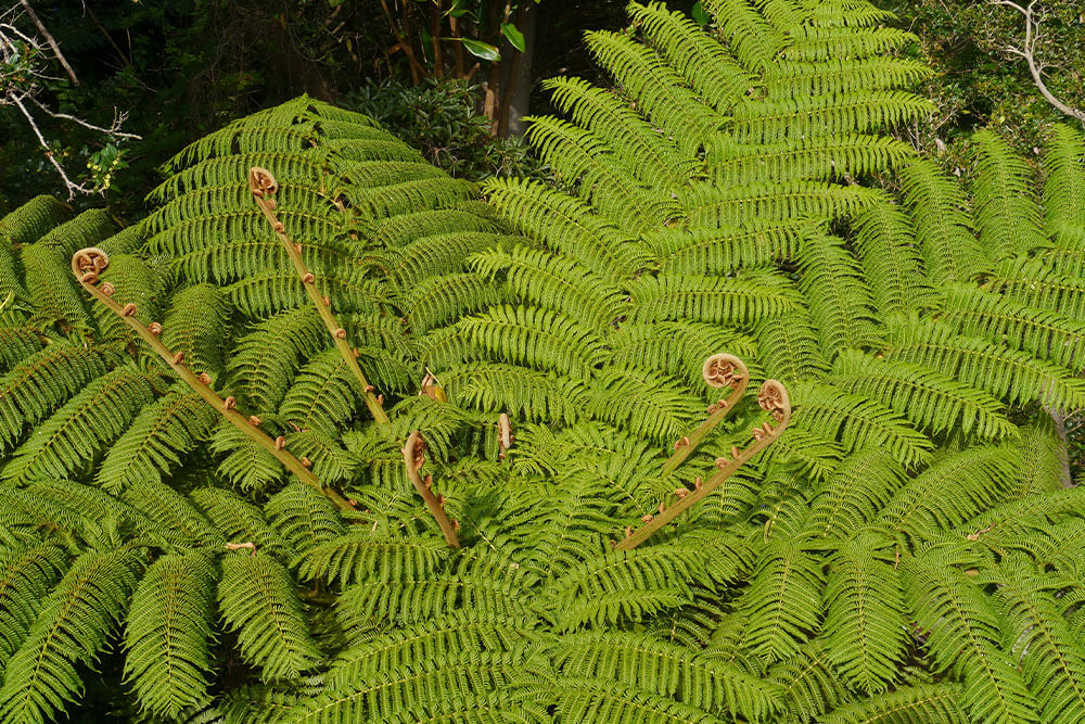 Dicksonia antarctica