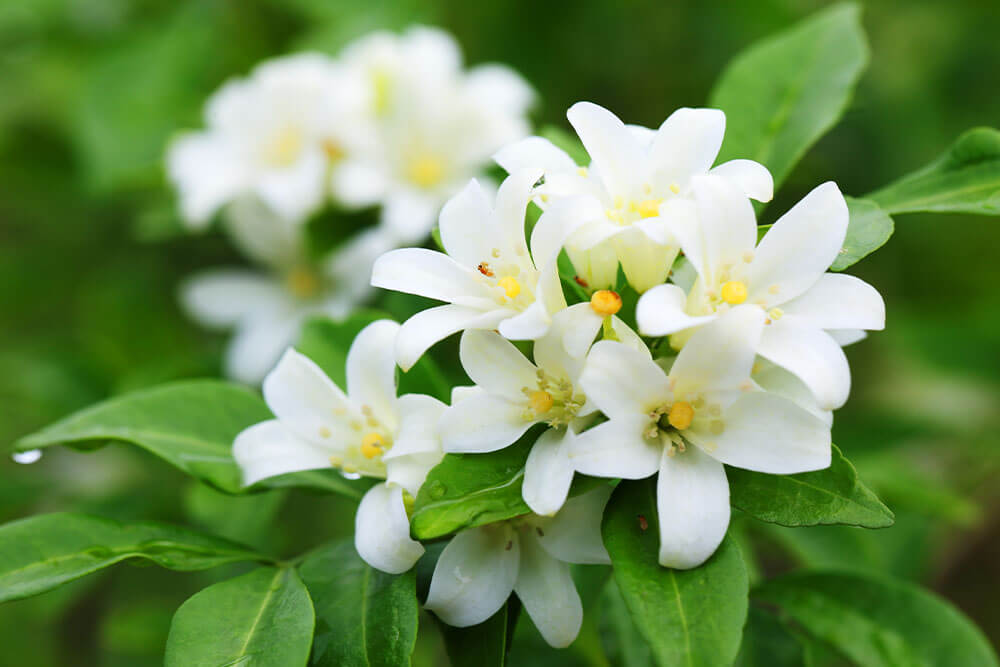 Jasminum officinale