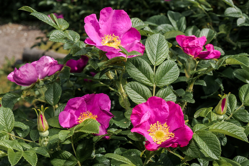 Rosa rugosa