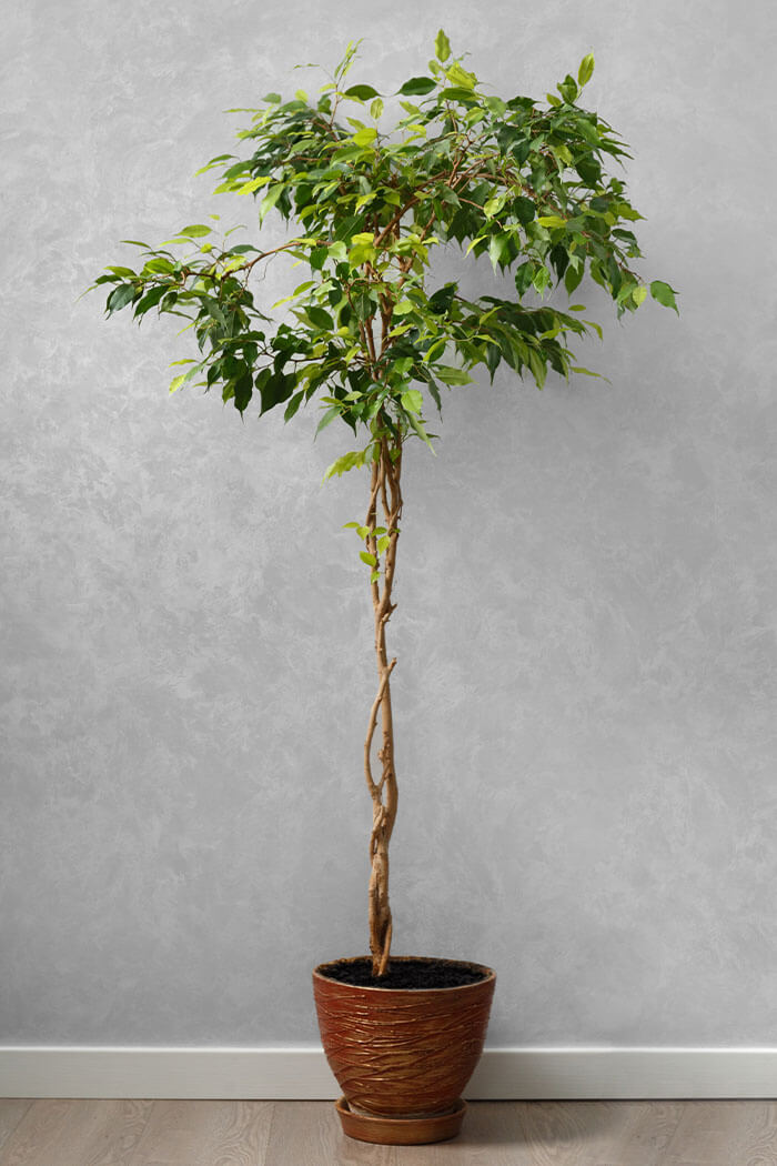 Ficus benjamina