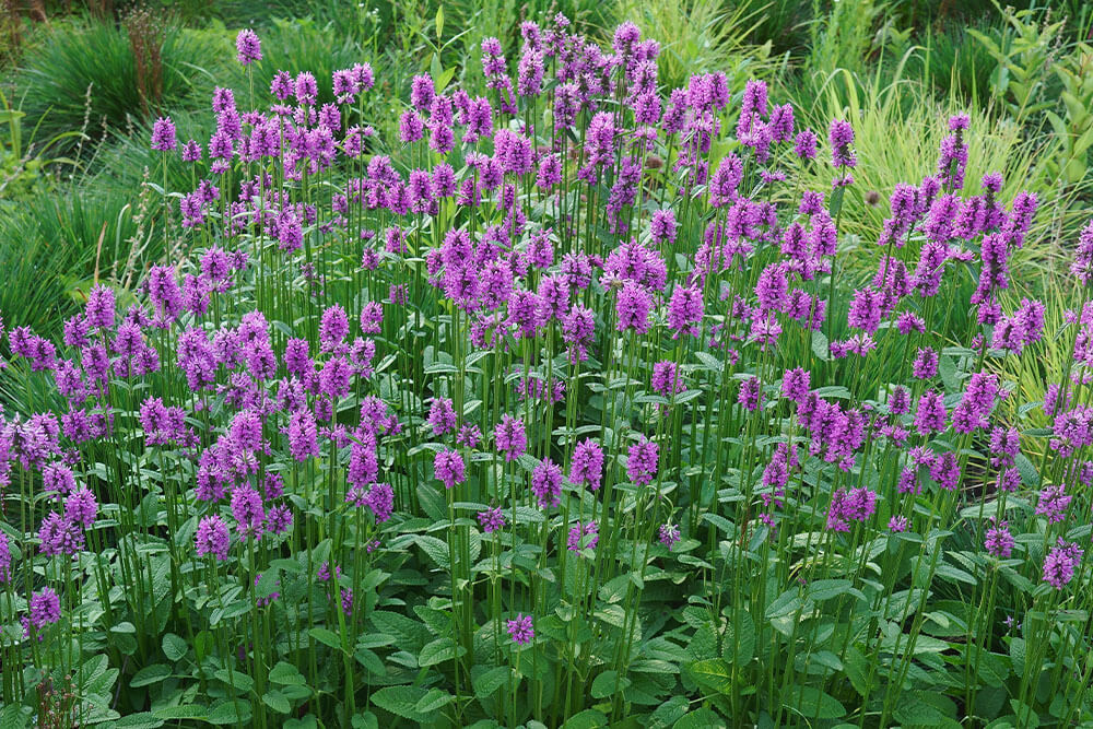 Asclepias tuberosa