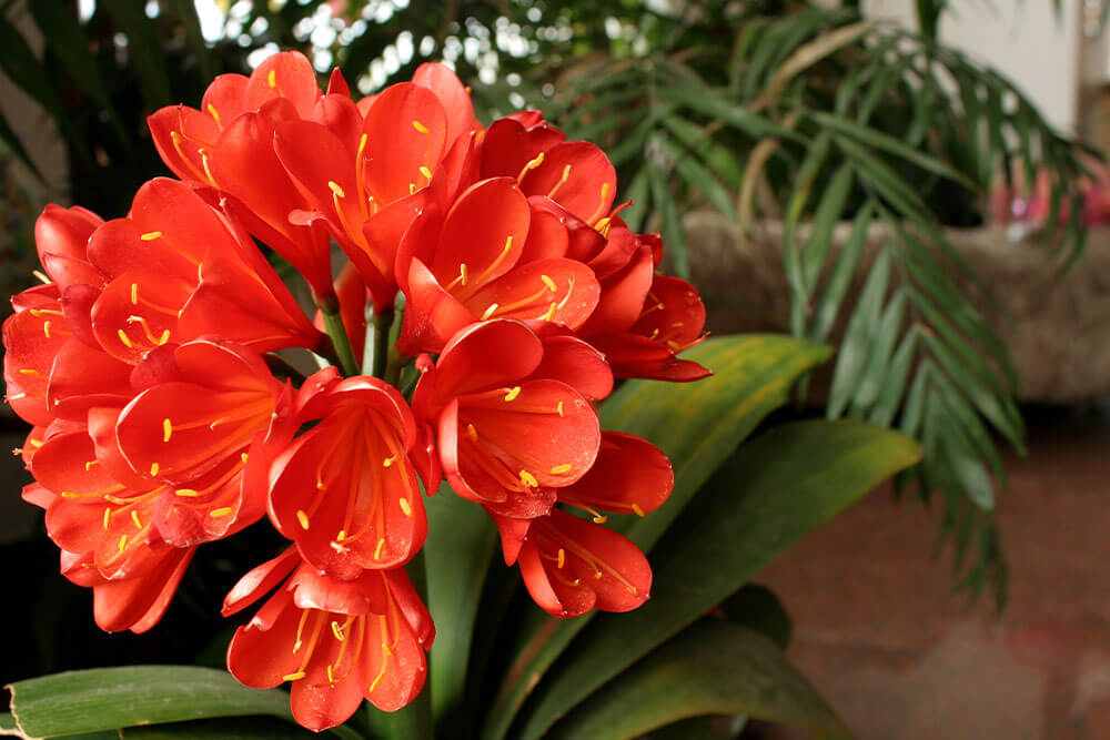 Clivia Miniata