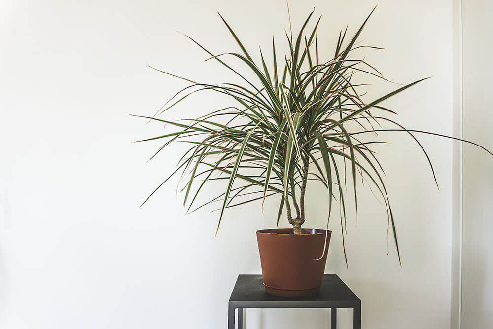 Dracaena marginata