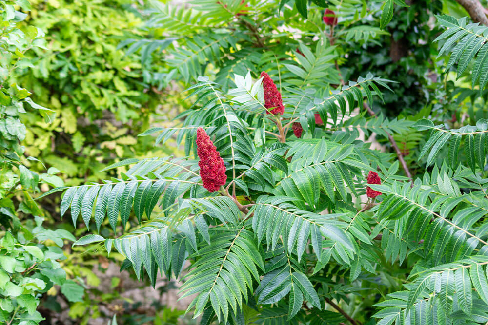 Rhus typhina