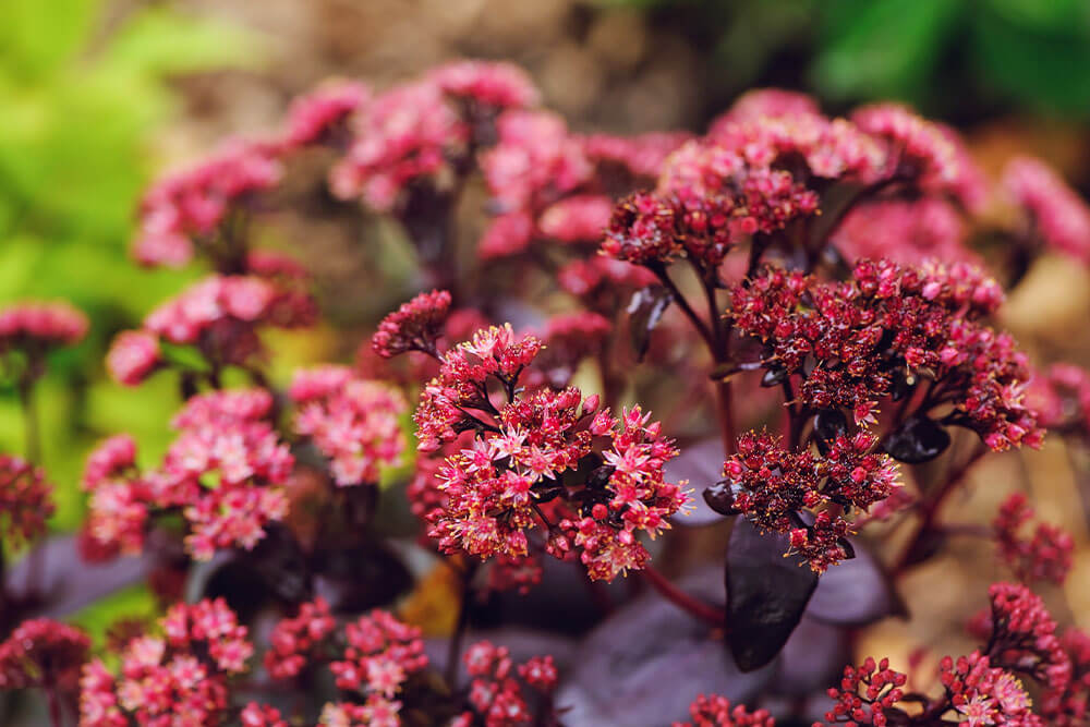 Sedum Purple Emperor