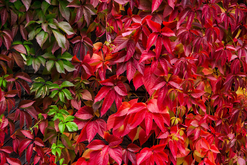 Parthenocissus quinquefolia