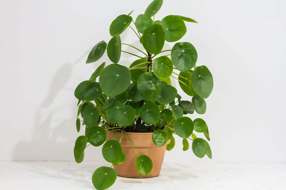 Pilea peperomioides