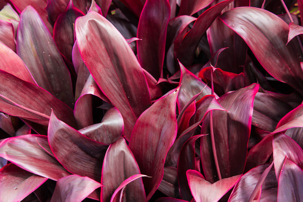 Cordyline fruticosa