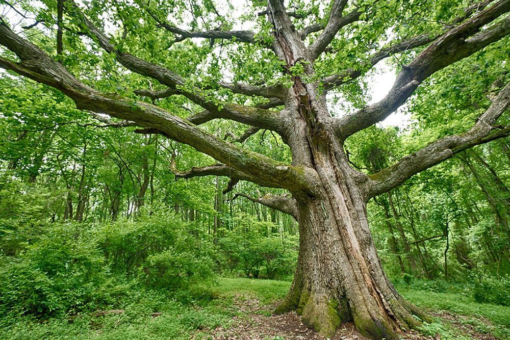 Quercus alba